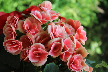 Pink begonia flowers. Begonia plant in full bloom