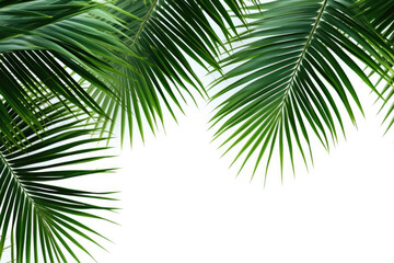 Fototapeta na wymiar palm tree leaves wtf vector clip art illustration http upload