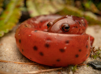 Eastern mud salamander (Psuedotriton montanus montanus)