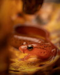 Carolina sandhills salamander (Eurycea arenicola)
