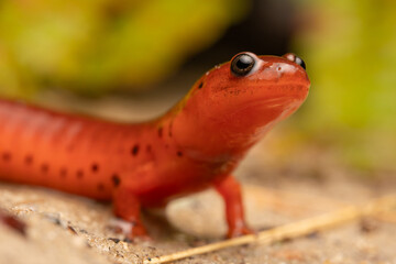 Eastern mud salamander (Psuedotriton montanus montanus)