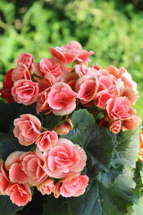 Pink begonia flowers. Begonia plant in full bloom
