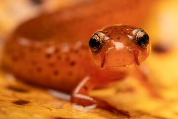 Carolina sandhills salamander (Eurycea arenicola)