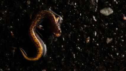 Four-toed salamander (Hemidactylum scutatum) - obrazy, fototapety, plakaty