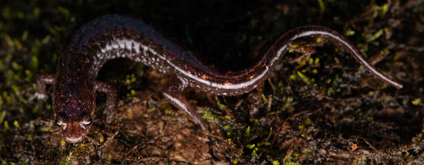 Apalachicola dusky salamander (Desmognathus apalachicolae)
