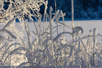 Beautiful frozen plants with the white snowy field in the background