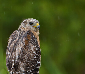 red_shouldered hawk in the rain 