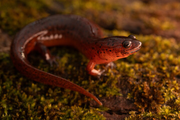 Eastern mud salamander (Psuedotriton montanus montanus)