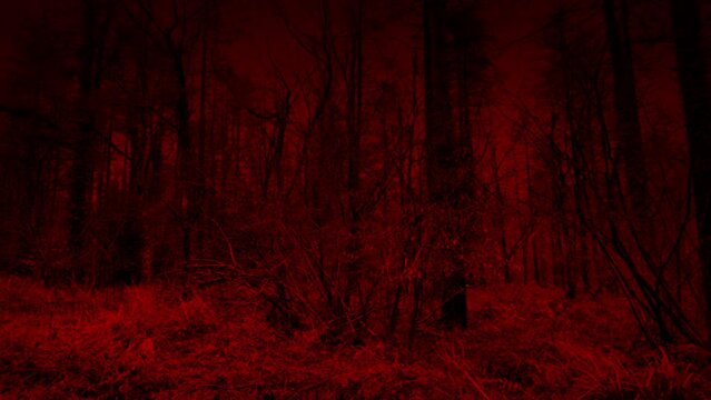 Scary Red Forest Moving Shot