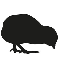 Little chick silhouette