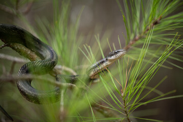 Eastern rat snake (Pantherophis allehaniensis)