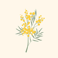 Mimosa flower.  Spring 2024. Vector drawing of spring flower. isolated object on white background. postcard . Spring Festival. the first delicate flowers of spring