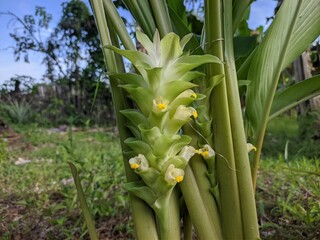 Curcuma flower blooms very beautiful