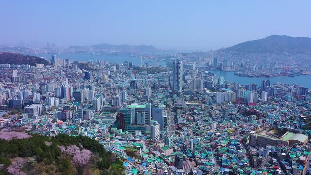 Aerial view of Gamcheon Culture Village And beautiful cherry blossom in spring at Busan city South Korea