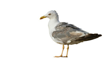 Seagull Close-Up - Transparent