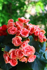 Pink begonia flowers. Begonia plant in full bloom