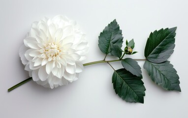 Elegant white dahlia flower with green leaves isolated on a white background.