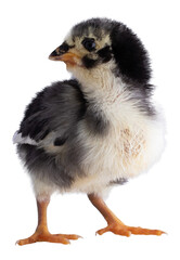 Very young Austerlorp chicken chick