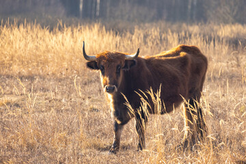 The aurochs (Bos primigenius), tauros breed living in wetland The Janovsky mokrad in Pilsen region,...
