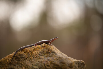 Blacksburg salamander (Plethodon jacksoni)