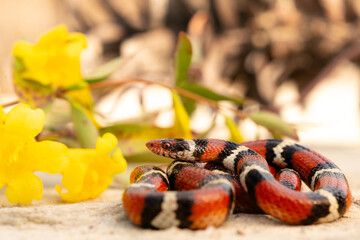 Scarlet king snake (Lampropeltis elapsoides)