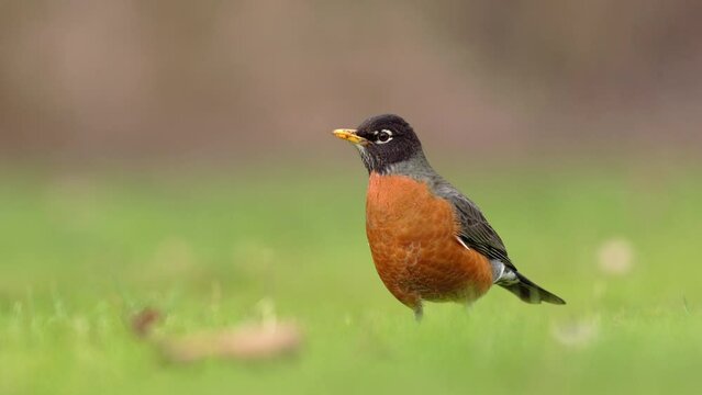 Close up shot of an American Robin, Turdus migratorius, listening and then pulling up a worm and eating it from a green lawn. Early bird gets the worm.