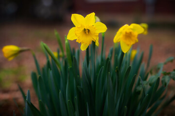 Obraz premium Yellow daffodils flower blooms in early spring