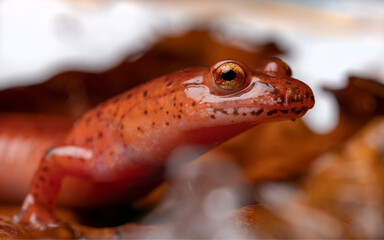 Blue ridge spring salamander (Gyrinophilus porphyriticus danielsi)