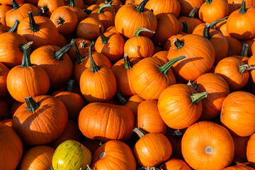 Pile of pumpkins, Halloween decorations