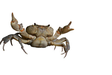 Crab Close-Up with Open Claws - Transparent  - obrazy, fototapety, plakaty