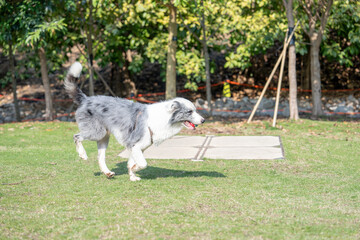 Dogs playing in a seaside park in Kowloon, Hong Kong 香港の九龍の海沿いの公園で遊ぶ犬 
