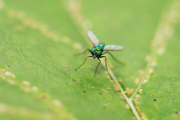 Macro shot of green house fly on leaf