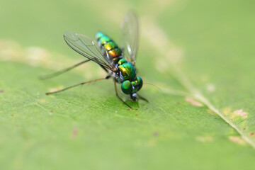 Macro shot of green house fly on leaf