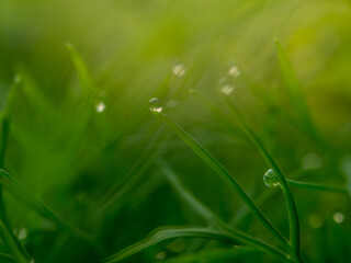 Grass with water drop at sunrise greenery nature background