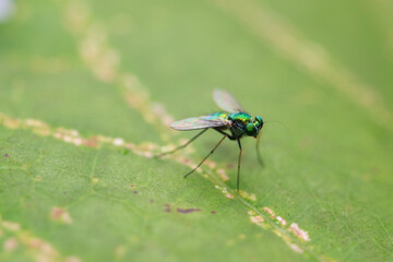 Macro shot of green house fly on leaf