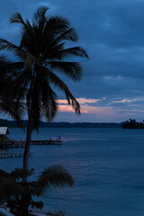 Palmera atardecer