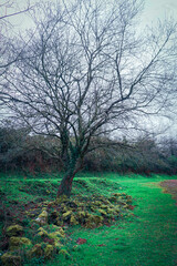 Árbol solitario 