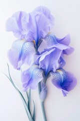 Lilac and blue Iris flowers. Generative AI