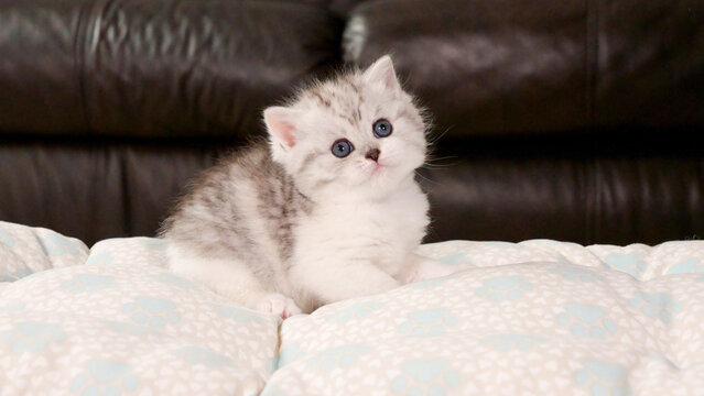 Fluffy white and tabby kitten looking at camera on brown background, front view, space for text. Cute young shorthair stripped cat with blue eyes.
