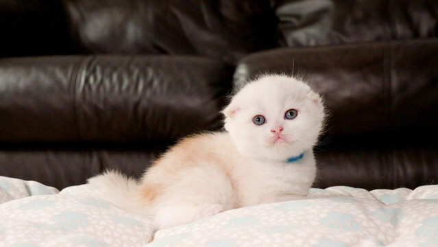 Fluffy Scottish fold cream kitten looking at camera on brown background, front view, space for text. Cute young shorthair white cat with blue eyes.