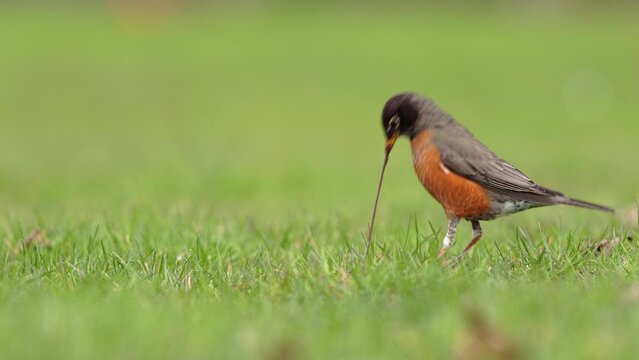 Medium shot of an American Robin, Turdus migratorius, listening and then pulling up a worm and eating it from a green lawn. Early bird gets the worm.