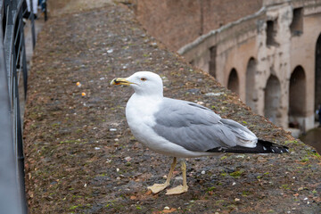 Gaviota