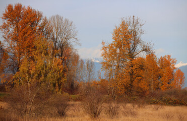 Field autumn colors in full glory