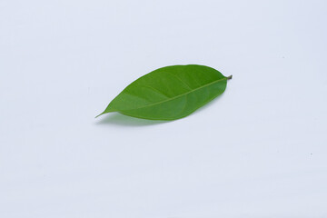 Bay leaves on a white background, bay leaves are an alternative ingredient for traditional medicine, cooking ingredients