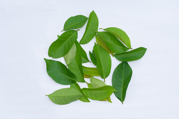 Bay leaves on a white background, bay leaves are an alternative ingredient for traditional medicine, cooking ingredients