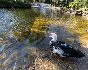Pato