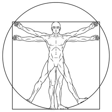 Vitruvian man human body proportion