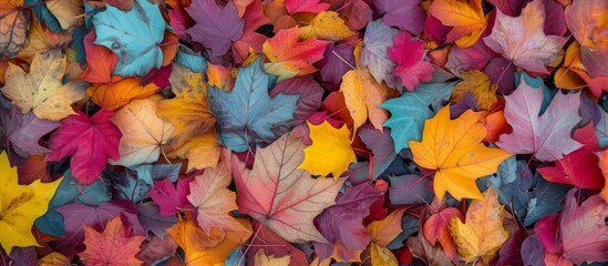 Vibrant and Colorful Autumn Leaves Background in Nature Setting