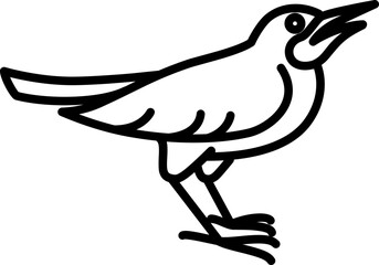 Robin bird