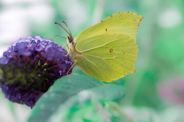 Butterfly on lavender close-up on a blurred blue background.Fragrant lavender and insects. Yellow butterfly on a purple flower.Nature beautiful background.Pollen collection process